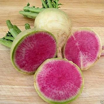 Pink Radish Raphanus sativus seeds for kitchen garden planting